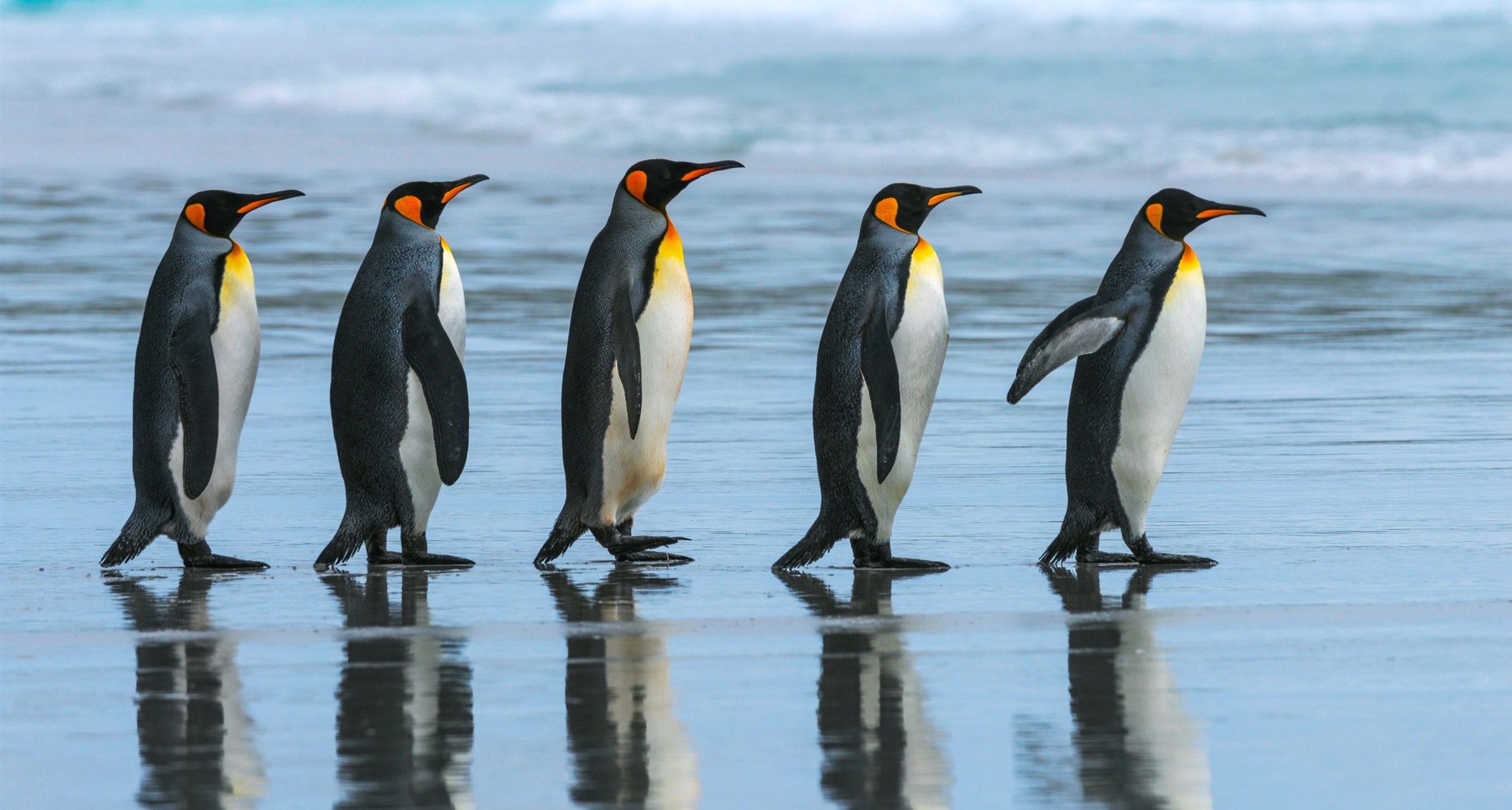 Королевские пингвины Антарктида